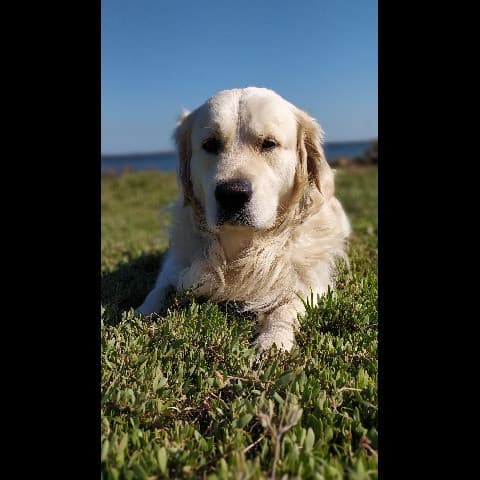 Nash