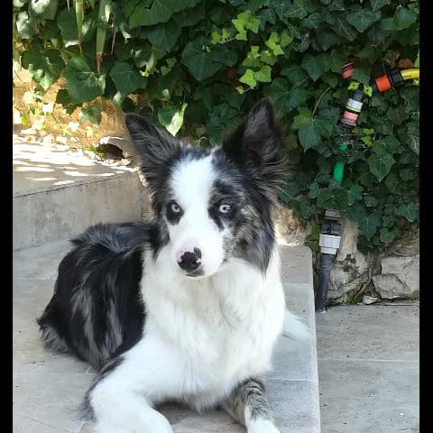 NEIKA