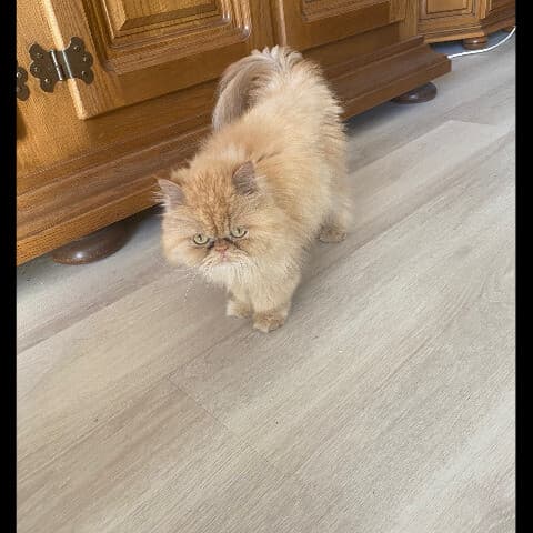 Noisette