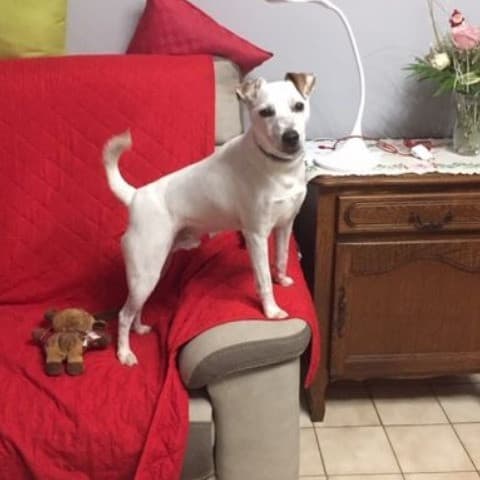 Otis