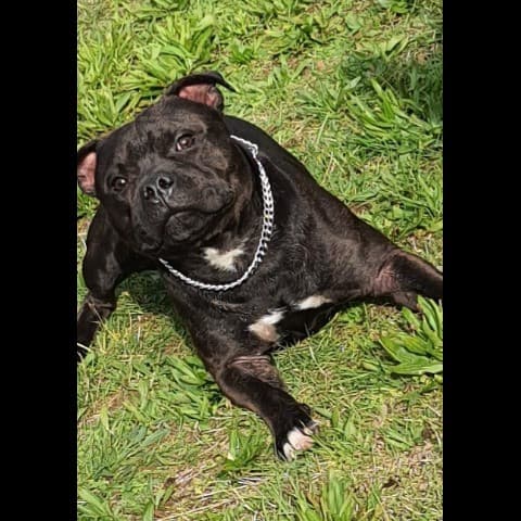 PACO