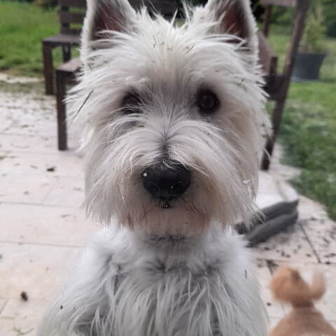 Pepito