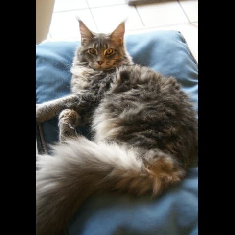 Primrose