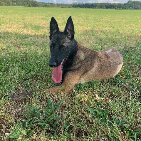 Ripley