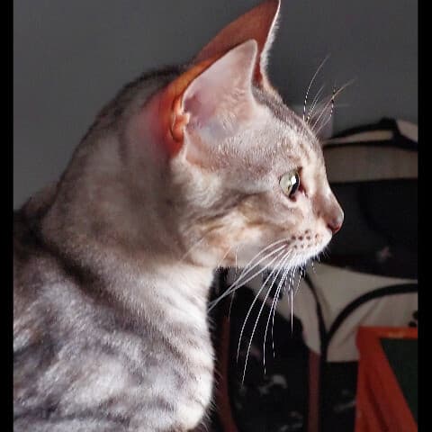 Riya