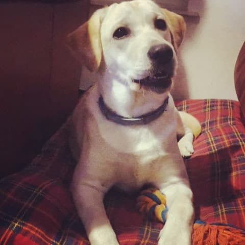 Rosie