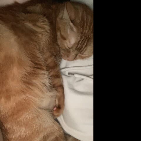 Teddy