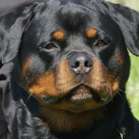 Tyson