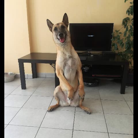 Tyzon