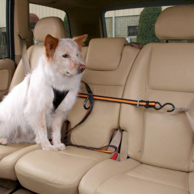 Laisse et ceinture pour le transport automobile de votre chien