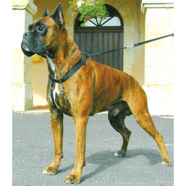 Les harnais pour chiens : importance et différence entre harnais de balade  et harnais de traction - Canem Victoria