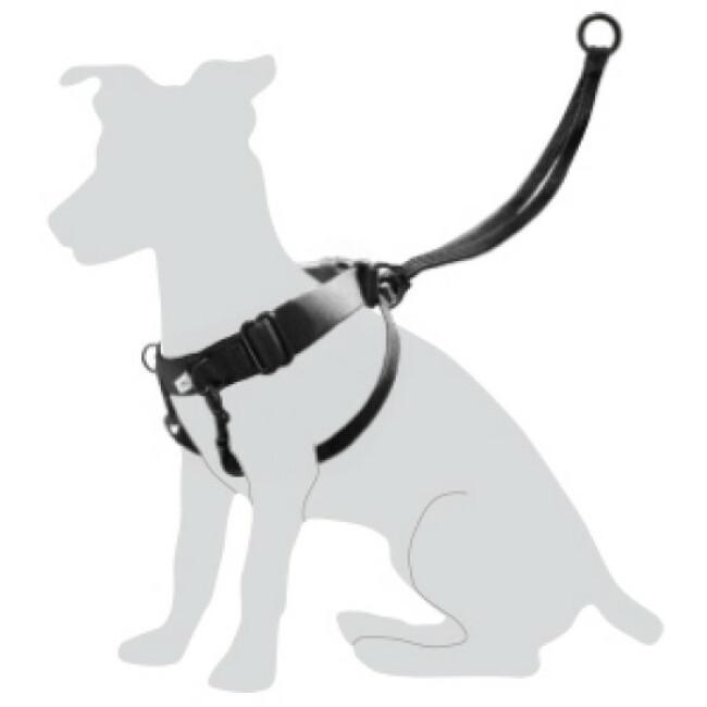 WINTERSON - Harnais de base pour chien
