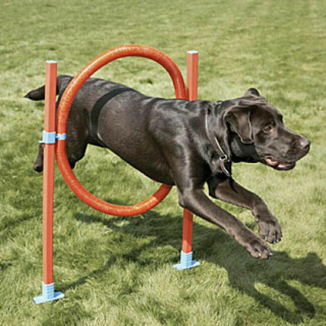 XiaZ Équipement de dressage d'agilité pour chien, kit de démarrage de  parcours d'obstacles, jeux d'extérieur pour animaux de compagnie pour le  jardin, comprend un tunnel pour chien, un anneau de saut, des