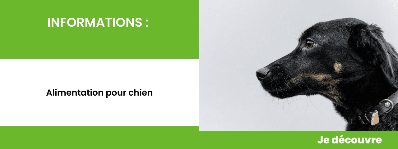 Alimentation pour chien