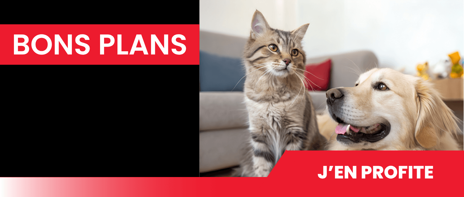 POLY Toiletteur, pension,  club, éducateur 2025