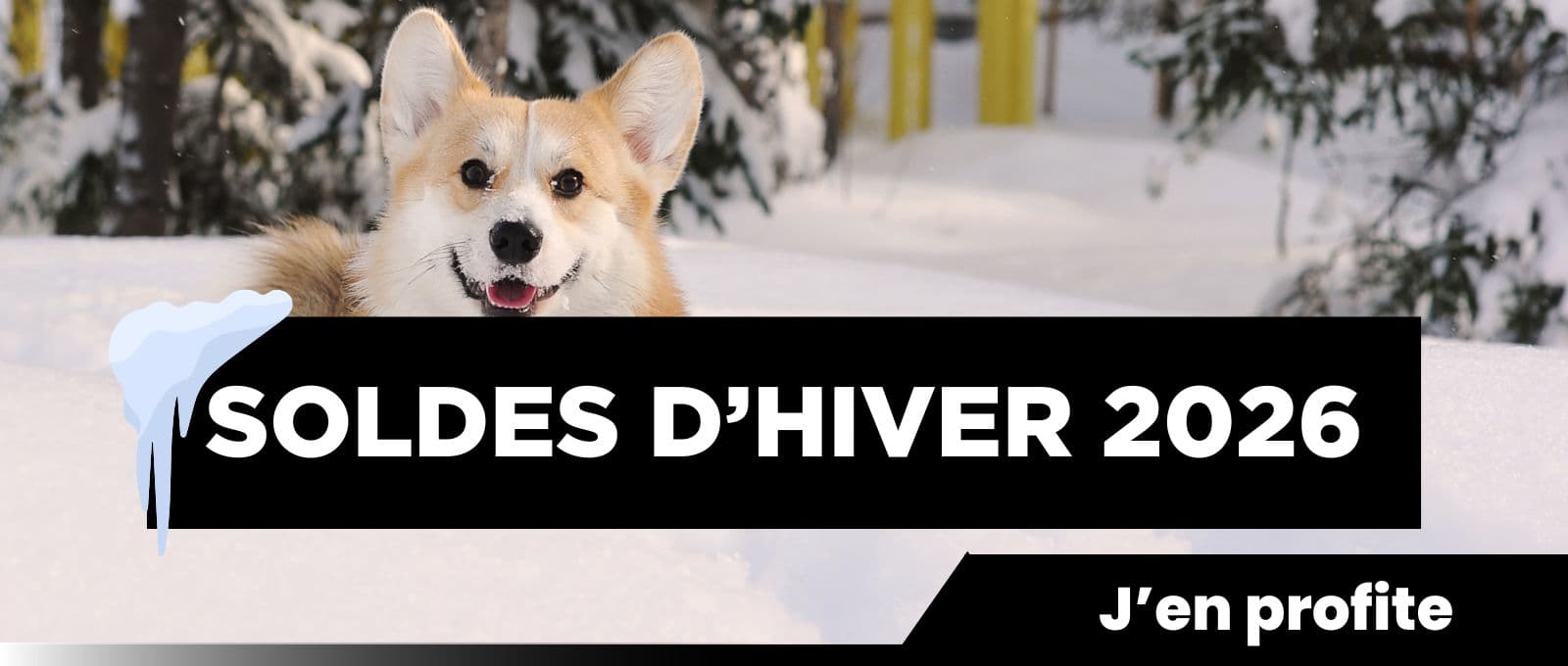 Soldes chien et chat 2026