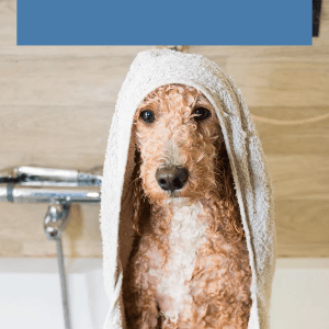 Comment choisir un séchoir pour chien de gros gabarit ?