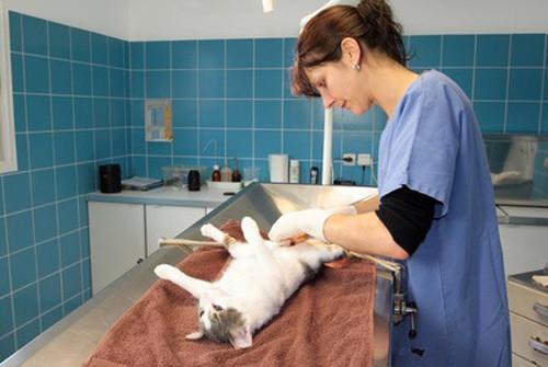 Comment se passe la stérilisation de la chatte ?