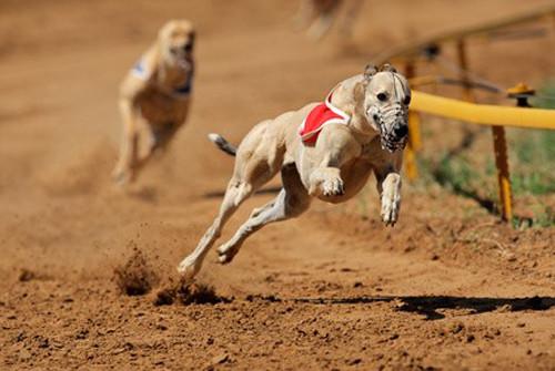 Greyhound: fiche de race