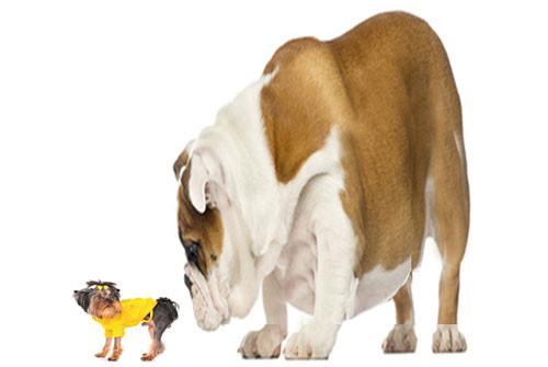 Hercule, le plus gros chien du monde ?