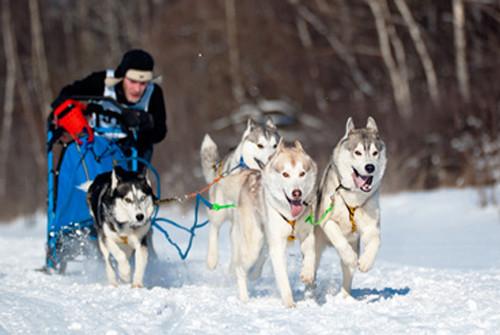Les activités sportives d'hiver que vous pouvez partager avec votre chien Nordique