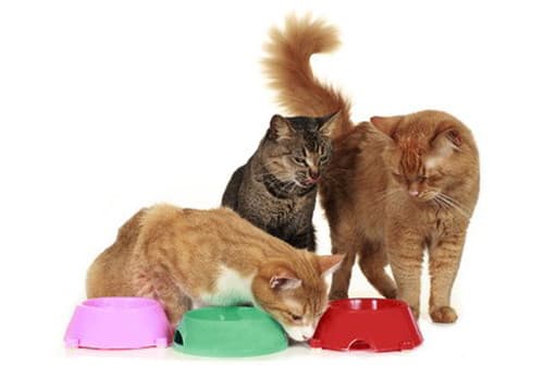 Les Croquettes Comme Alimentation Pour Chat Castre Ou Sterilise Polytrans Les Croquettes Comme Alimentation Pour Chat Castre Ou Sterilise Polytrans