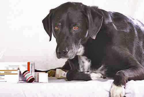 L'homéopathie pour chien, une solution naturelle pour le soulager