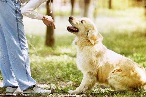 L'obéissance, une activité pour éduquer votre chien.