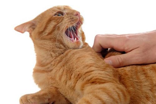 Mon Chat Griffe Et Urine Partout Marque T Il Son Territoire Mon Chat Griffe Et Urine Partout Marque T Il Son Territoire