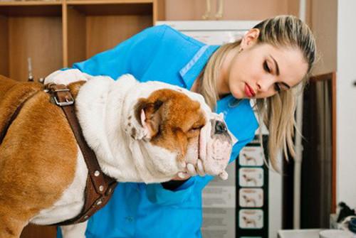 Ostéopathie : une autre manière de soigner son chien