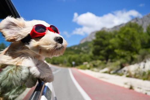 Protéger son chien de la chaleur d’été