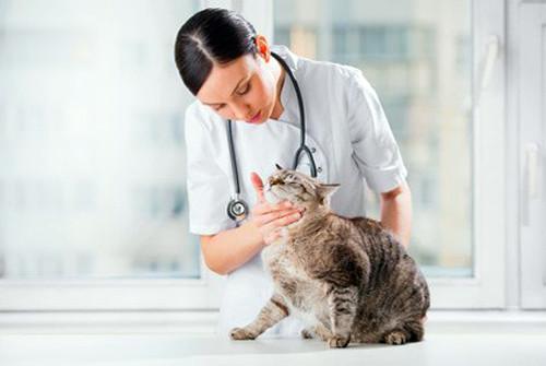 Quelles sont les principales maladies du chat et les symptômes associés ?