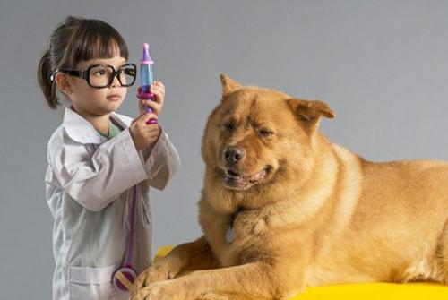 Tout savoir sur le vaccin du chien