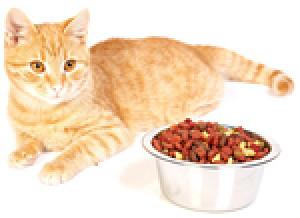 Alimentation spéciale pour chatons