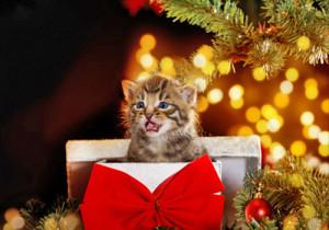 Offrir un chat ou un chien pour Noël