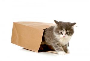Comment enrichir la vie de votre chat avec un « tunnel pour chat »