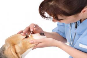 Comment nettoyer les yeux et les oreilles de votre chien ?