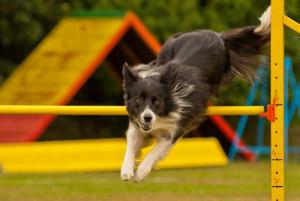 Comment pratiquer l'agility avec son chien? Quels sont les obstacles?