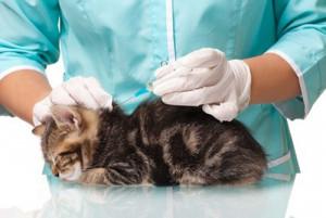 Contre quelles maladies faut-il faire vacciner son chat ?