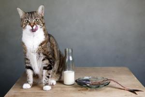Les dangers du lait pour votre chat