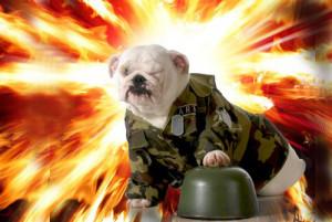 En savoir plus sur les chiens de détection d'explosifs, de fumigènes et d'artifices