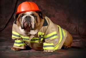 En savoir plus sur les chiens détecteurs d'incendie