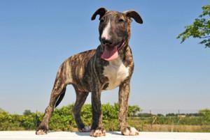 Bull Terrier: fiche de race