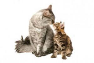 Cohabitation chat: conseils pour faire accepter votre nouveau chat