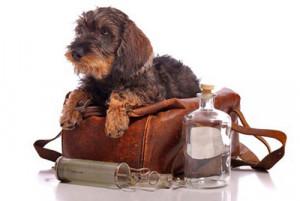 L'assurance vétérinaire, atout santé de votre chien