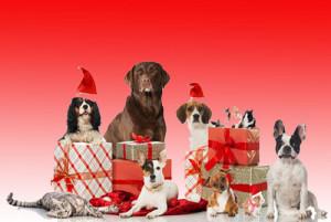 Les dangers qui guettent le chien à la période de Noël
