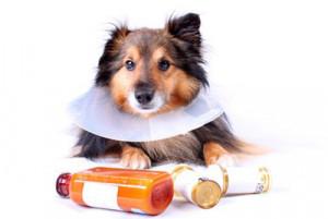 Toux de chenil: maladie canine