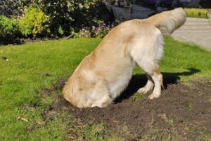 Mon chien fait des trous dans le jardin, que faire ?