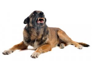 Races de chien réputées dangereuses. Réglementation, modalités, pertinence