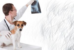 Toutes les informations sur les chiens détecteurs de cancer